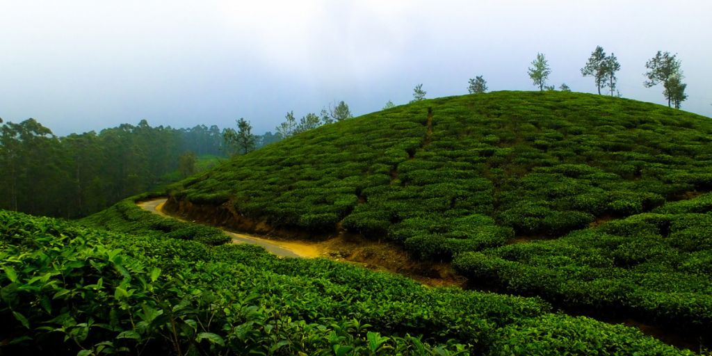 Munnar Tea Plantations