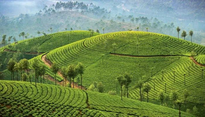 Easing-into-India-with-soothing-Kerala-tour