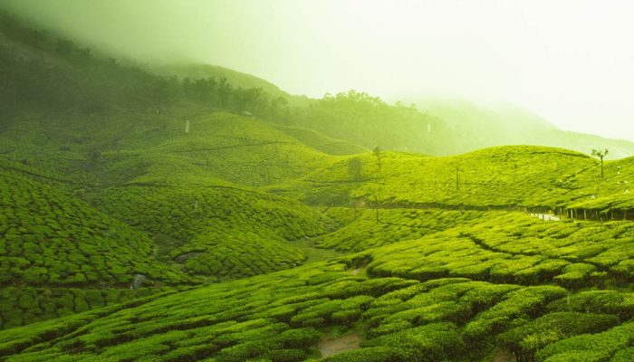 Tea-Gardens-Munnar-Kerala-India