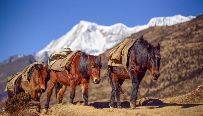 bhutan, mountain, horse-2502780.jpg