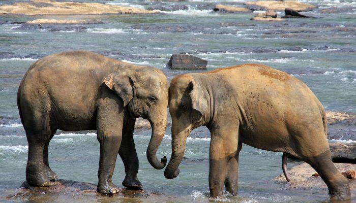 elephants, animals, water-471480.jpg