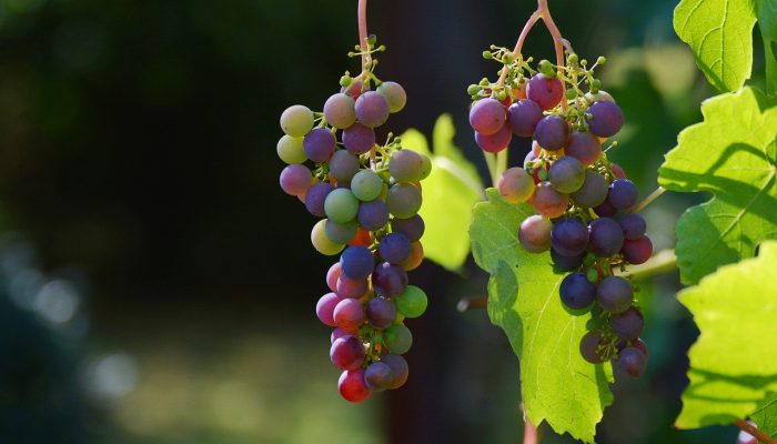 grapes, vines, wine-1659118.jpg