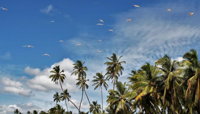 palm trees, exotic, blue sky-3540107.jpg