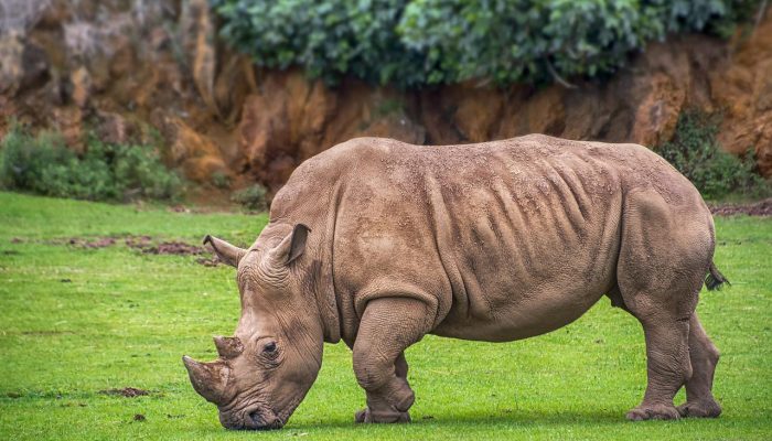 rhino, animal, wildlife-6576168.jpg