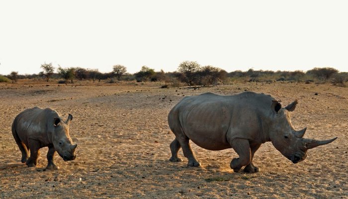 rhino, rhinoceros baby, africa-1170130.jpg