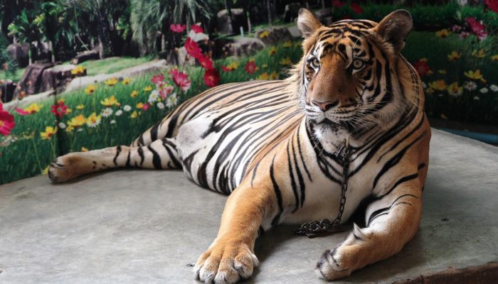 royal tiger, tiger, zoo-874676.jpg