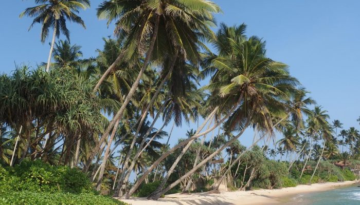 sri lanka, palm trees, beach-822613.jpg