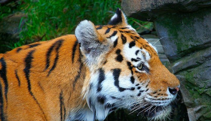 tiger, orange, white-1626871.jpg