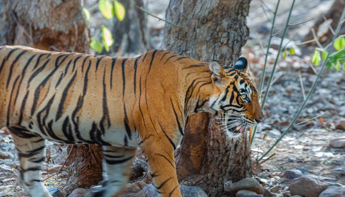 tiger, royal bengal tiger, predator-6932184.jpg