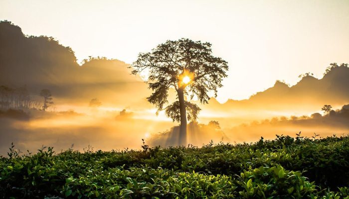 tree, sunset, bushes-2264494.jpg